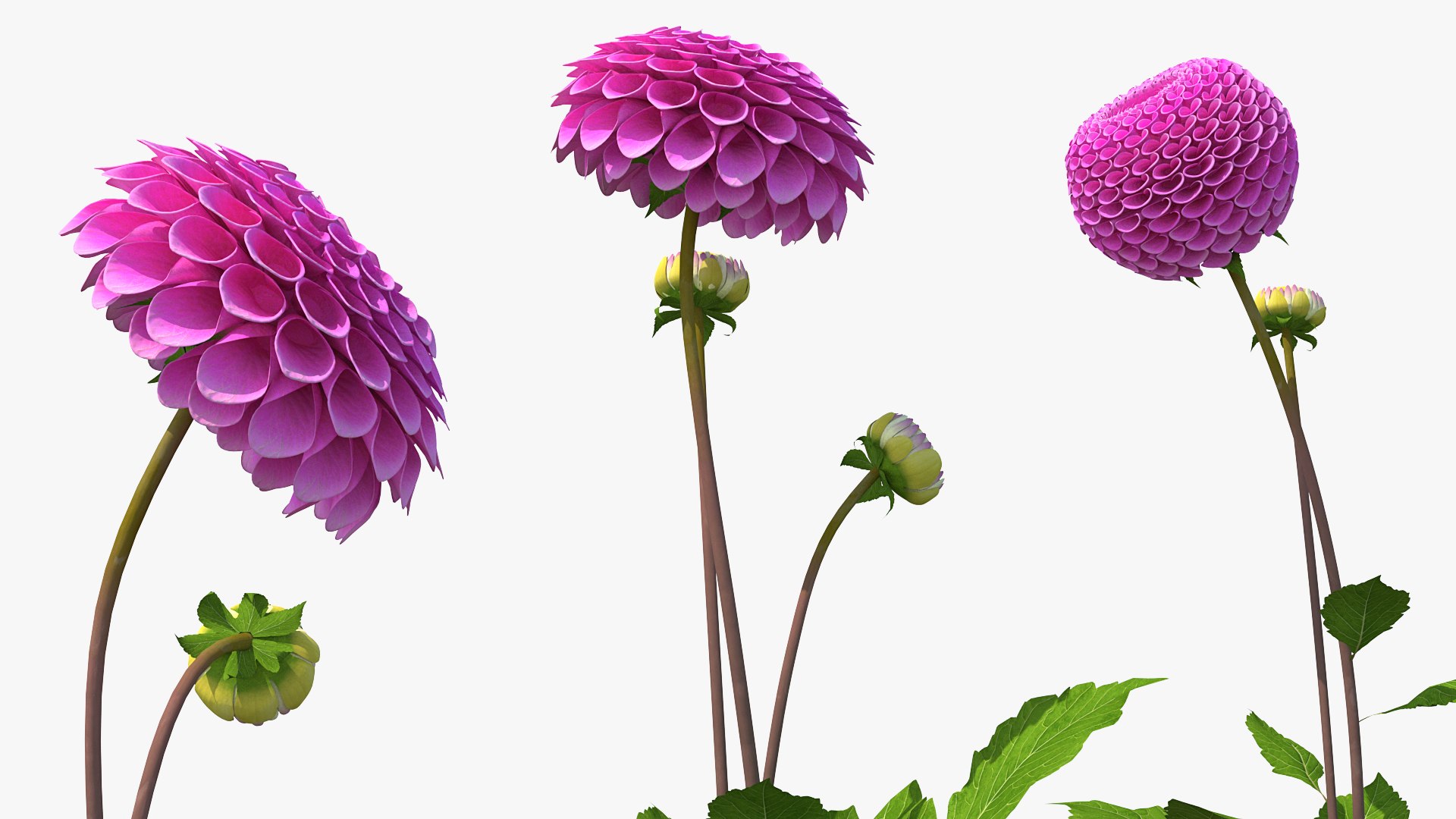 3D dahlia franz kafka pink https://p.turbosquid.com/ts-thumb/Iv/AO2tRF/p1Fuovmq/dahliafranzkafkapinksetc4dmodel009/jpg/1597707524/1920x1080/fit_q87/497df3297d5b49e61e635867bdace8f8217f671b/dahliafranzkafkapinksetc4dmodel009.jpg