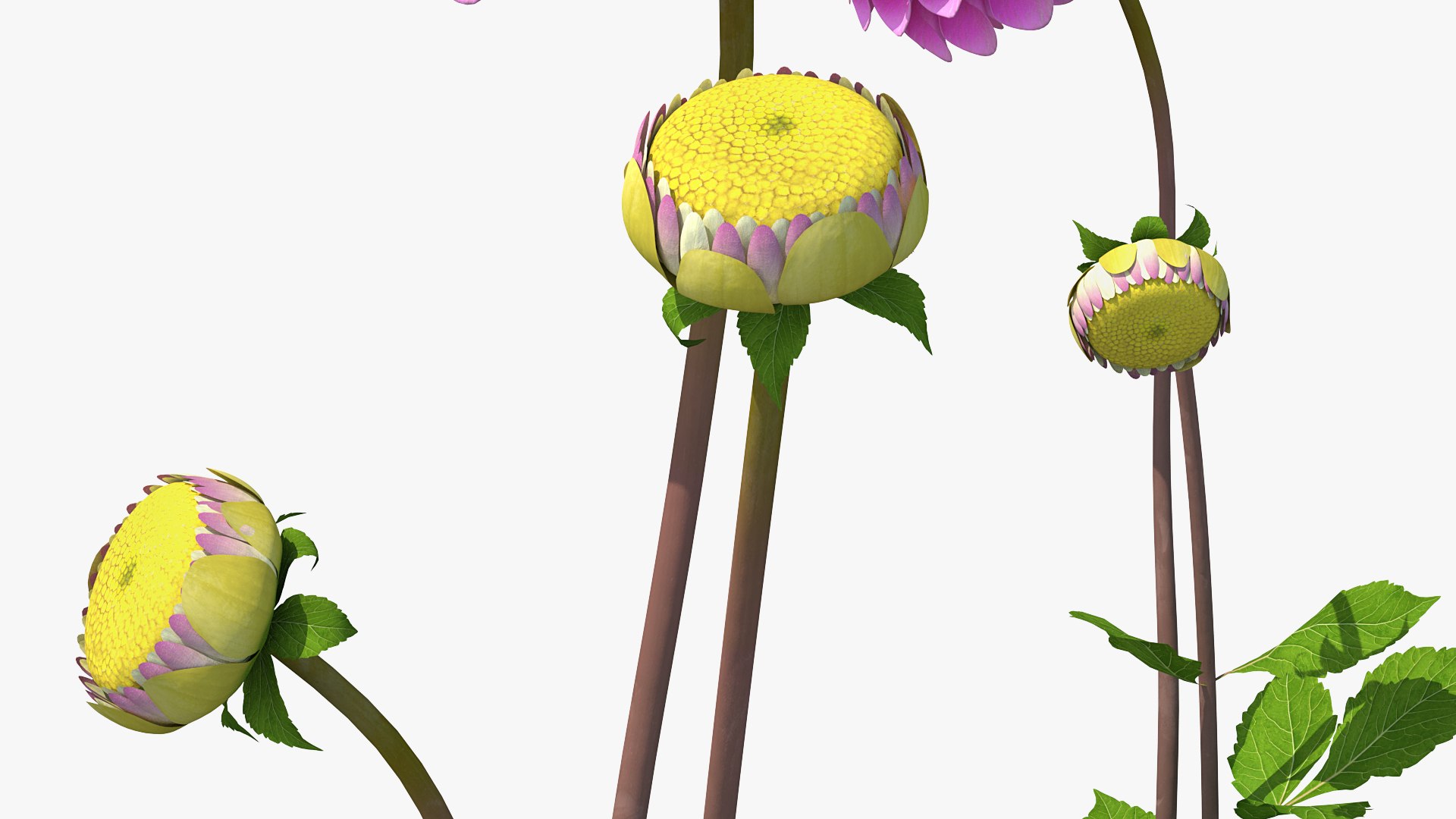 3D dahlia franz kafka pink https://p.turbosquid.com/ts-thumb/Iv/AO2tRF/pVaedgdQ/dahliafranzkafkapinksetc4dmodel012/jpg/1597707555/1920x1080/fit_q87/af7e6df934e8cd84e1c3877647ff2d9d24838491/dahliafranzkafkapinksetc4dmodel012.jpg
