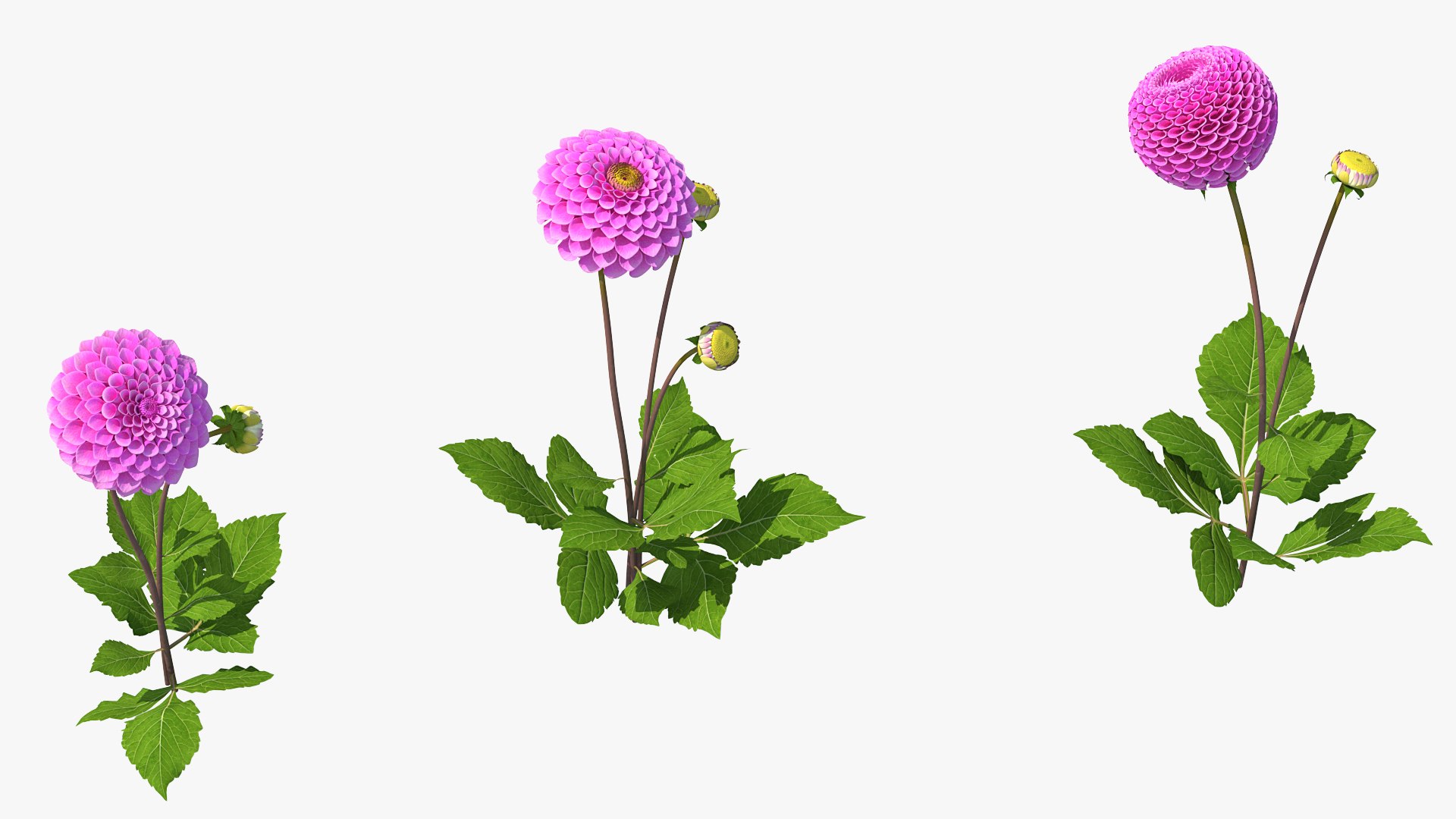 3D dahlia franz kafka pink https://p.turbosquid.com/ts-thumb/Iv/AO2tRF/rURMTJw9/dahliafranzkafkapinksetc4dmodel005/jpg/1597707479/1920x1080/fit_q87/8105883a28a838d09c8e71f3c3082bec536c57e8/dahliafranzkafkapinksetc4dmodel005.jpg