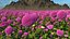 Dahlia Franz Kafka Set Rosa