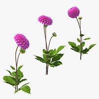 Dahlia Franz Kafka Pink Set