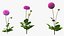 Dahlia Franz Kafka Set Rosa
