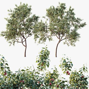 3D AV Plants Cerasus Pseudocerasus Cherry Version02 model