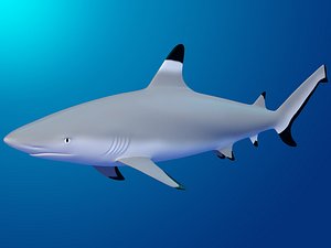 Blacktip Reef shark