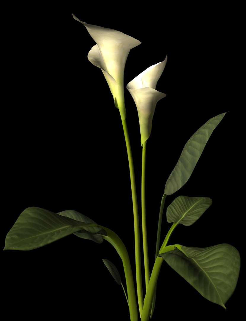 plant flower 3d model https://p.turbosquid.com/ts-thumb/Iv/V5JG7K/xy38IzMD/callalily/jpg/1003356346/1920x1080/fit_q87/172925e8b5a102511fa0cc2d34454afc6f996915/callalily.jpg