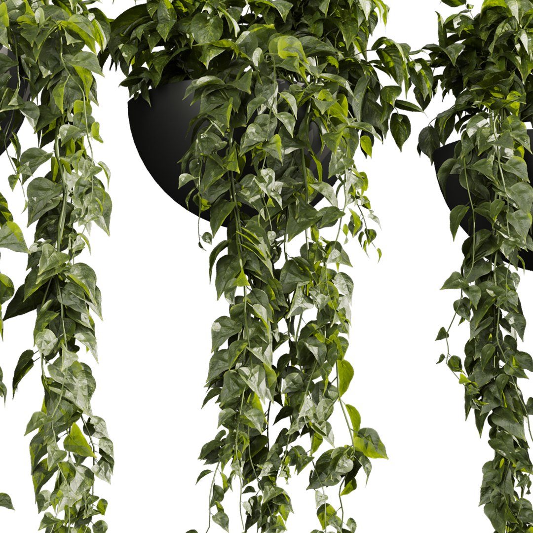 3D plant vol 843 - pothos - hanging - ampelous https://p.turbosquid.com/ts-thumb/Iv/WXl02n/UM/4/jpg/1769814508/1920x1080/fit_q87/1065f607f6bf27418f1d8d34494c259da1873e05/4.jpg