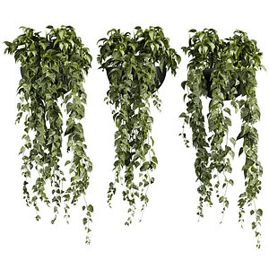 3D plant vol 843 - pothos - hanging - ampelous