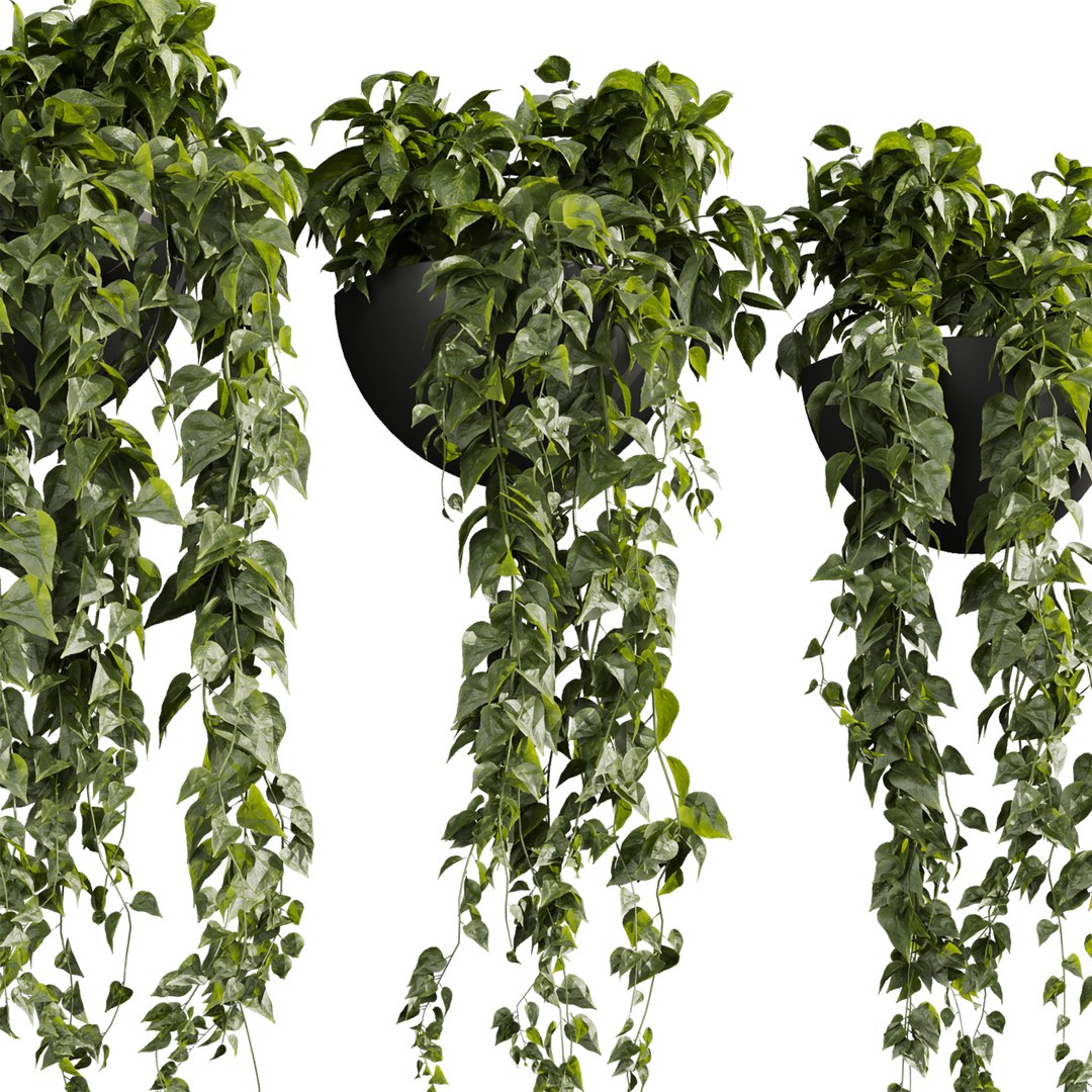 3D plant vol 843 - pothos - hanging - ampelous https://p.turbosquid.com/ts-thumb/Iv/WXl02n/n6/2/jpg/1769814507/1920x1080/fit_q87/472e000d39c300982f639dd1a948ab910c7b946f/2.jpg