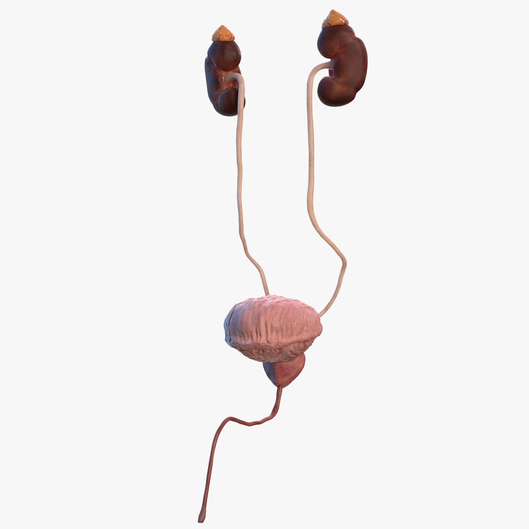 Male Urinary 3D Model - TurboSquid 1464148