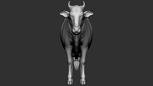Indian cow
