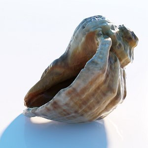 3D Sea shell model