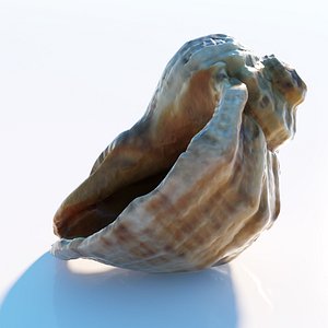 Sea shell