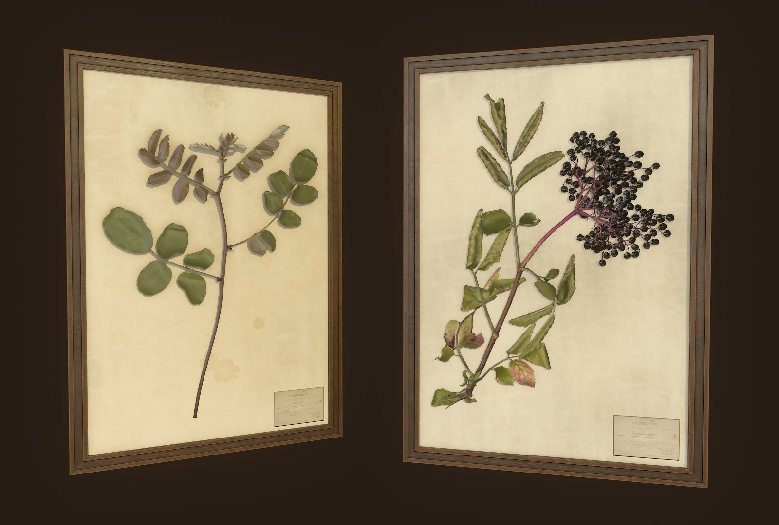 herbarium pictures ready pbr 3D model https://p.turbosquid.com/ts-thumb/Iw/9oGXNm/6FER21CZ/5/png/1547376801/1920x1080/fit_q87/e4a4d2351764f5e6b6883bd2d34c5c74748a2fba/5.jpg
