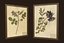 Herbarium pictures - PBR Game Ready