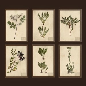 herbarium pictures ready pbr 3D model
