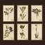 Herbarium pictures - PBR Game Ready