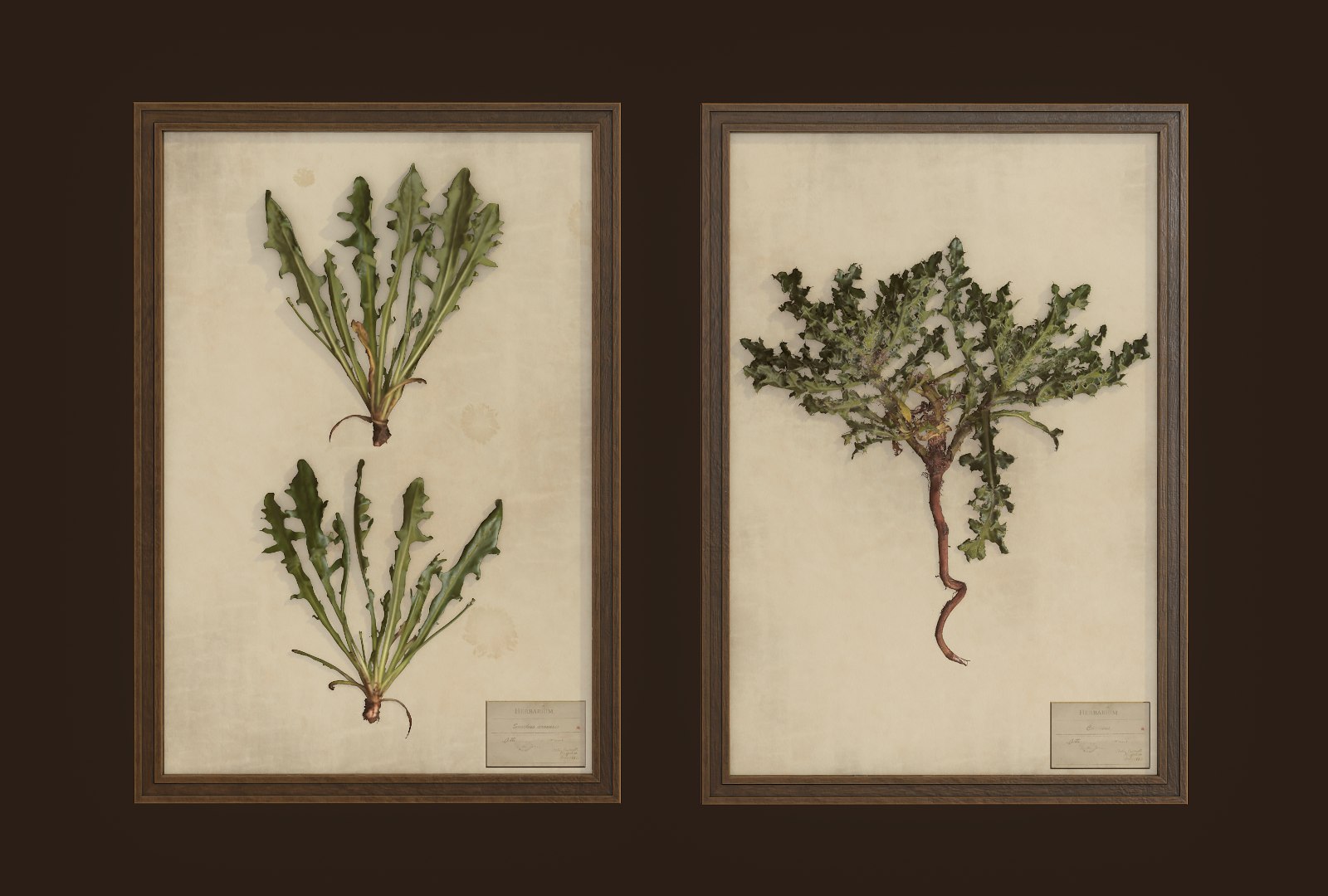 herbarium pictures ready pbr 3D model https://p.turbosquid.com/ts-thumb/Iw/9oGXNm/C4l7HhB9/2/png/1547376766/1920x1080/fit_q87/3511ef2c030b06d8240e0d8aa62e87828b5de3c1/2.jpg