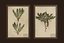 Herbarium pictures - PBR Game Ready