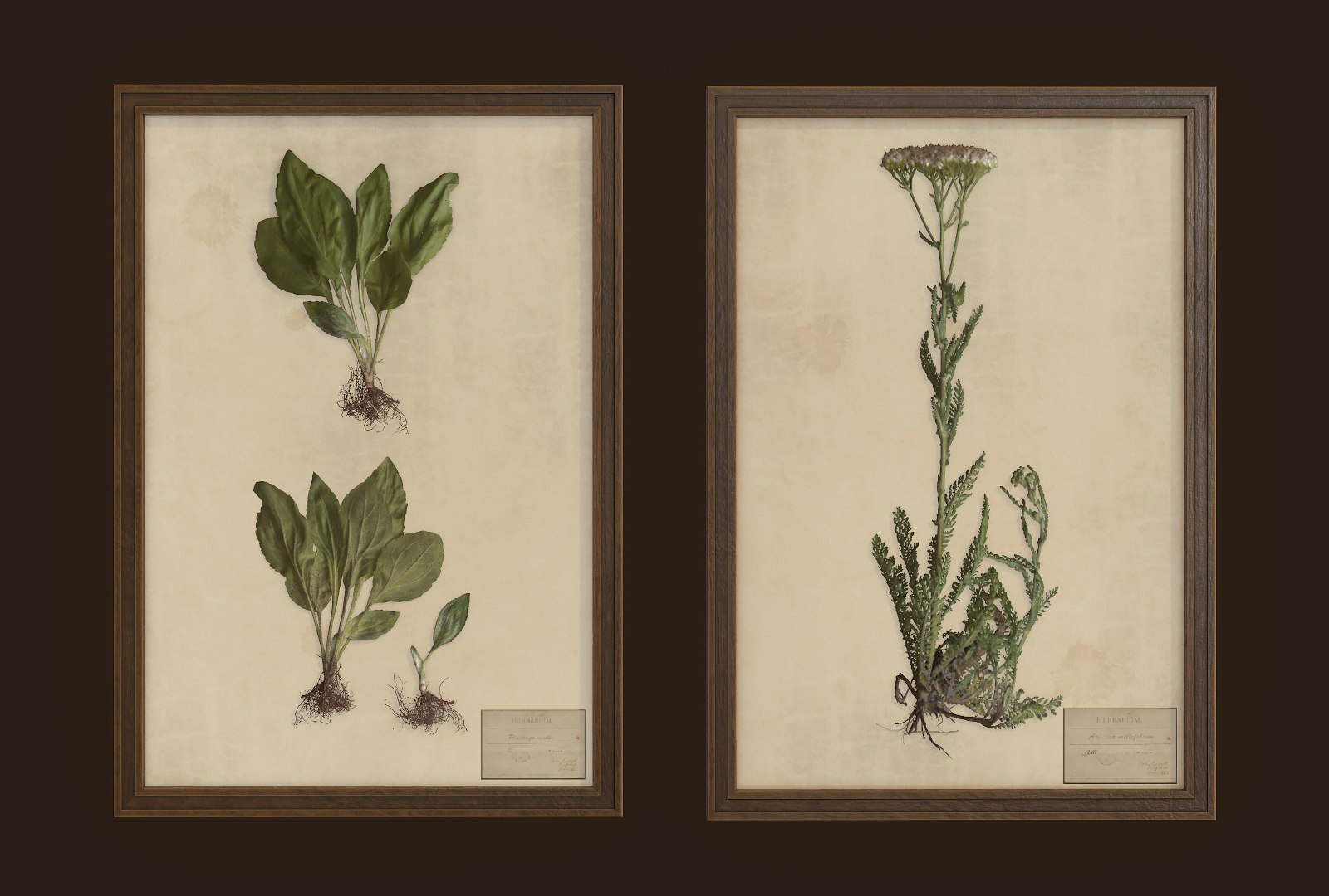 herbarium pictures ready pbr 3D model https://p.turbosquid.com/ts-thumb/Iw/9oGXNm/K8MewQsY/3/png/1547376752/1920x1080/fit_q87/605c372535964e40e205567944aec60a1a2510c1/3.jpg