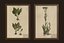 Herbarium pictures - PBR Game Ready