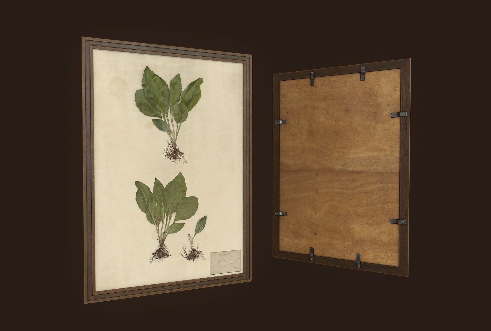 herbarium pictures ready pbr 3D model https://p.turbosquid.com/ts-thumb/Iw/9oGXNm/ZajiJNXf/4/png/1547376785/1920x1080/fit_q87/fb6cc70eb73d487f80fc0e8f185543283b1965c1/4.jpg
