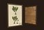 Herbarium pictures - PBR Game Ready