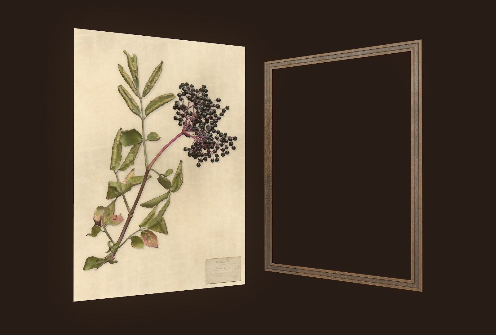 herbarium pictures ready pbr 3D model https://p.turbosquid.com/ts-thumb/Iw/9oGXNm/bpRAhIBX/6/png/1547376816/1920x1080/fit_q87/5393a04f527da6c983bb6e1335b7e5ecdf9bf3c3/6.jpg