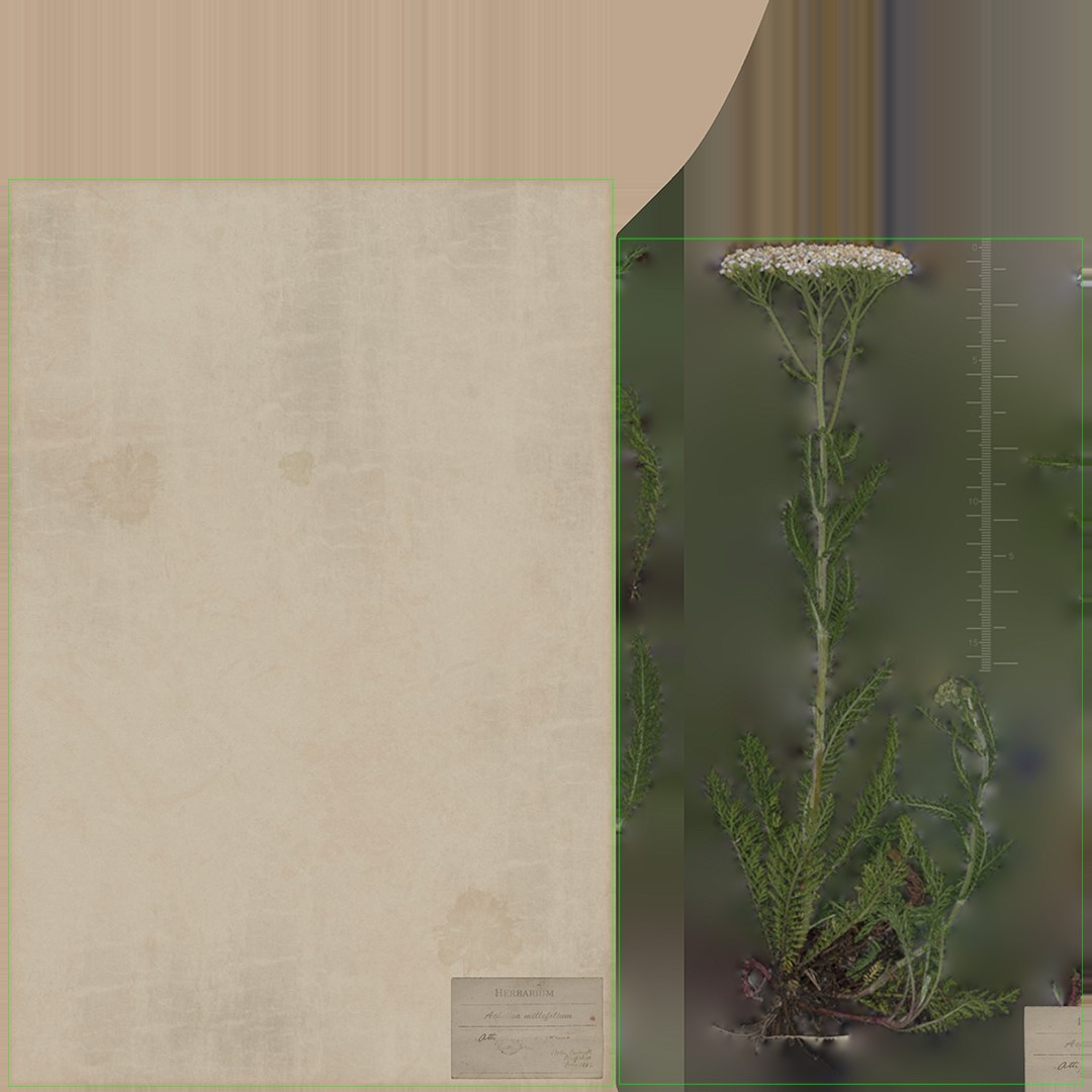 herbarium pictures ready pbr 3D model https://p.turbosquid.com/ts-thumb/Iw/9oGXNm/eW/uv_01/png/1613300316/1920x1080/fit_q87/f2fd47ade7198ef4679729543157b611cfd17dce/uv_01.jpg