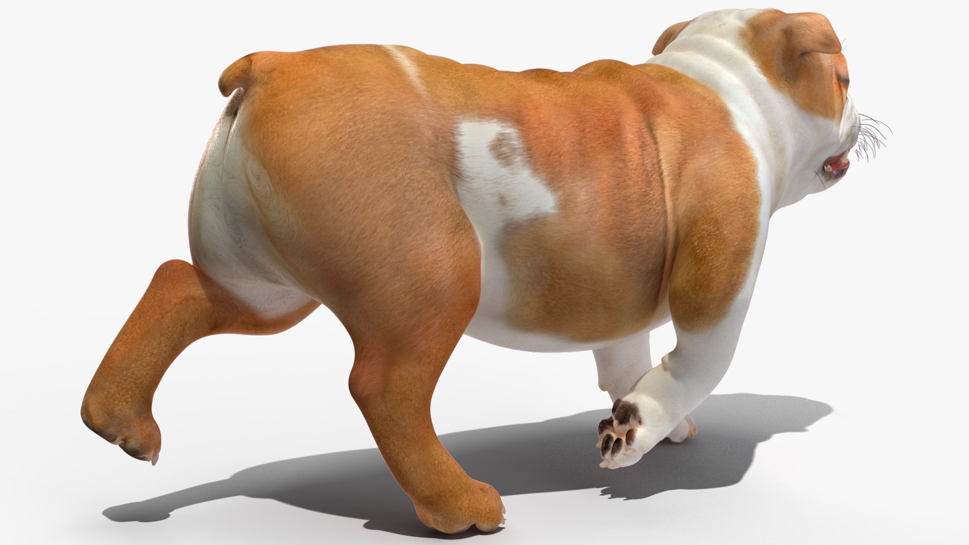 3D Walking Bulldog model TurboSquid 2177362