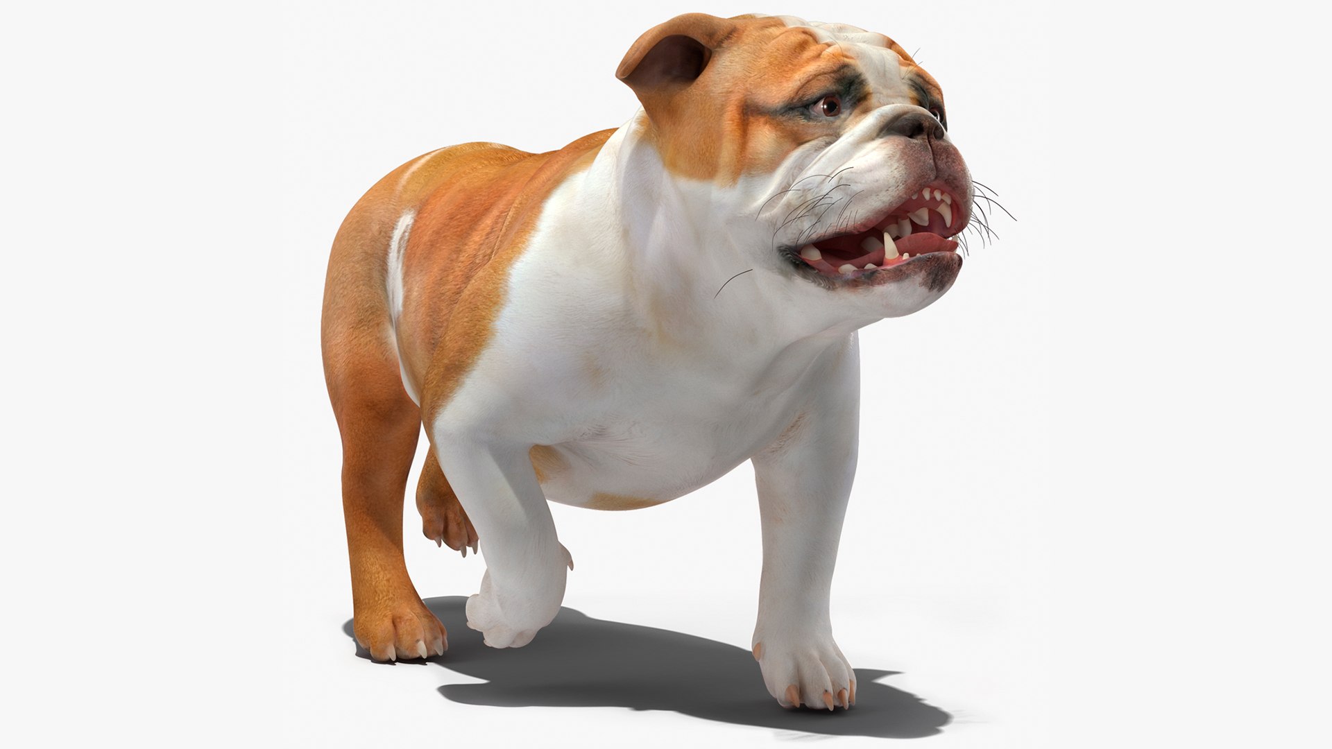 Small Dogs Collection 3D model preview