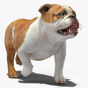 3D Walking Bulldog model