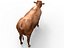 cow rigged 3D