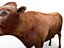 cow rigged 3D