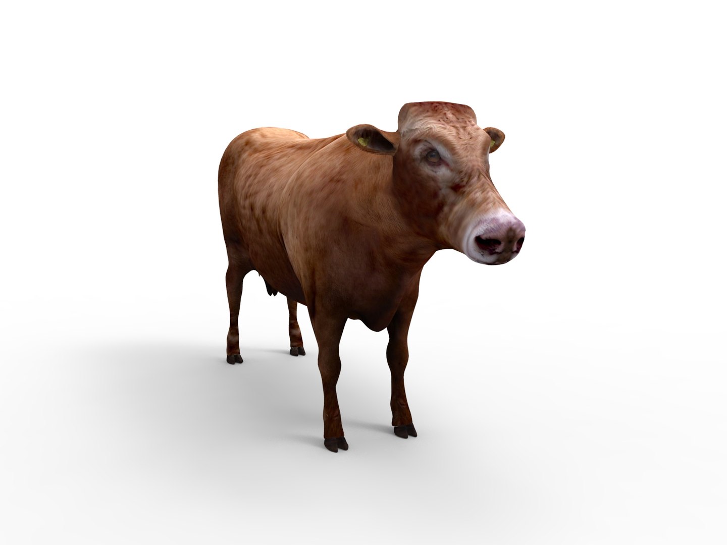 Cow rigged 3D - TurboSquid 1198832