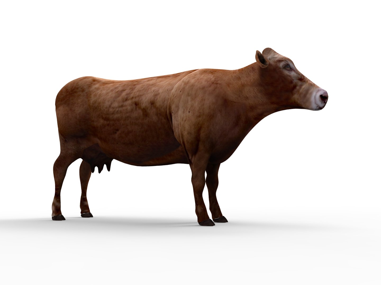 Cow rigged 3D - TurboSquid 1198832