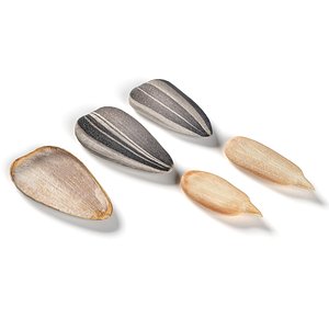 3D Striped sunflower seeds model