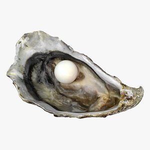 Oyster Shell with Pearl 3D model