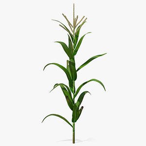 Realistic Corn Stalk