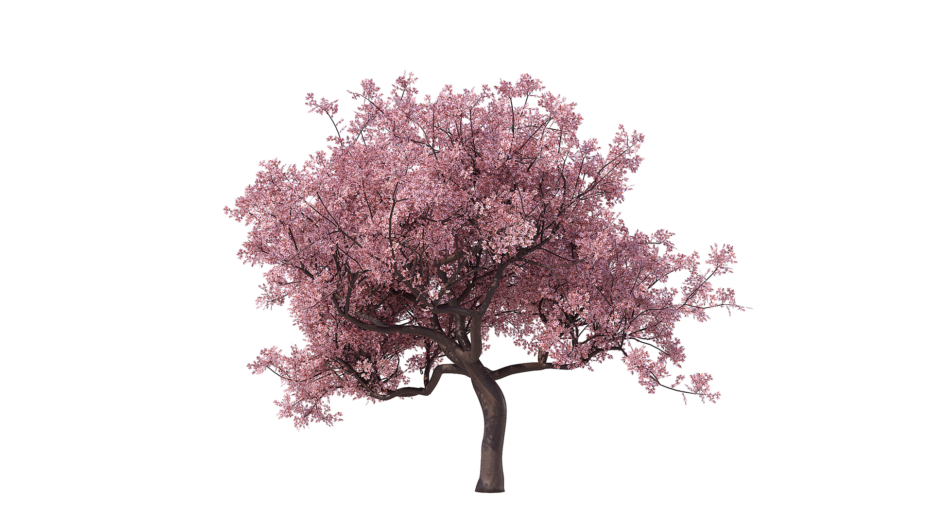 3D Sakura Low Poly Set - TurboSquid 2434008