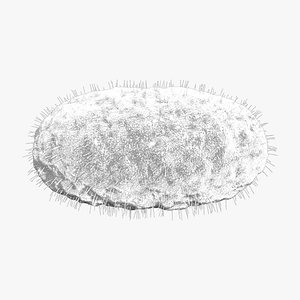 Bordetella Pertussis Bacteria
