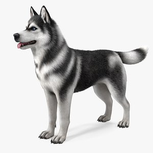 Siberian Husky Black and White Fur Rigged