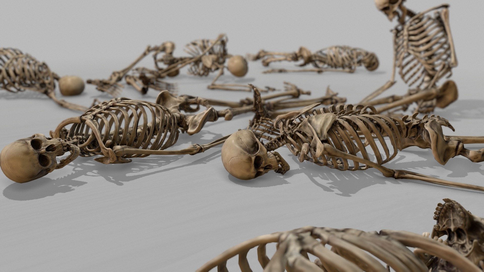 Bones 3ds Max. Скелет косули. Скелет тигра. Анатомия косули скелет.