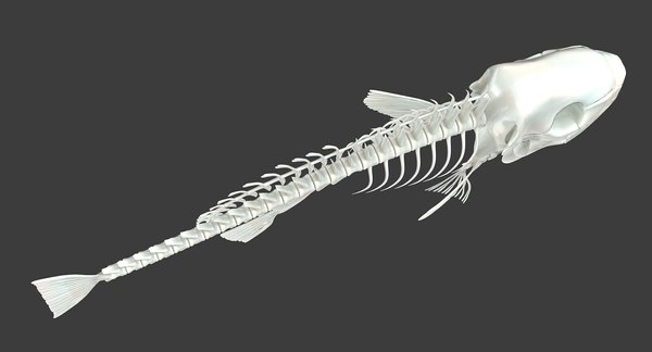 maya fish skeleton