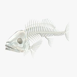 Fish Skeleton