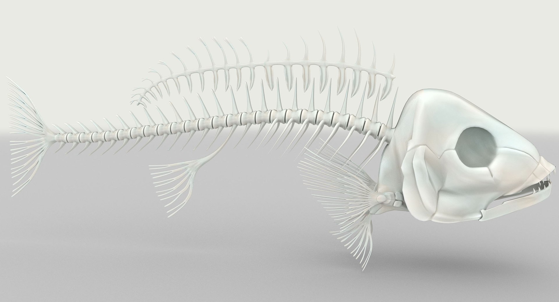 3D Model: Fish Skeleton ~ Buy Now #90607801