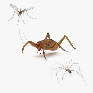 3D Rigged Insects Collection model