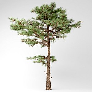 Huangshan pine 3D