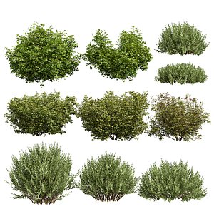 10 different bush 3D model