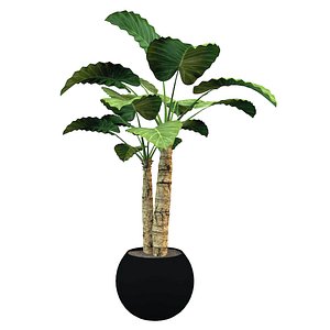 tropical palmtree plant