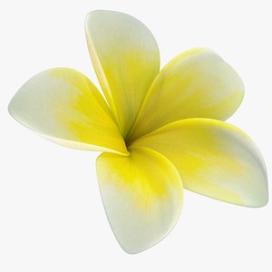 Plumeria Yellow Tropical Flower Hawaiian Lei